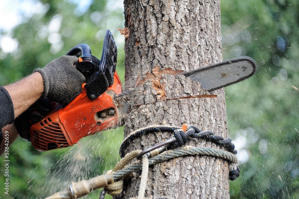 Fototapeta premium arboriculteur 11