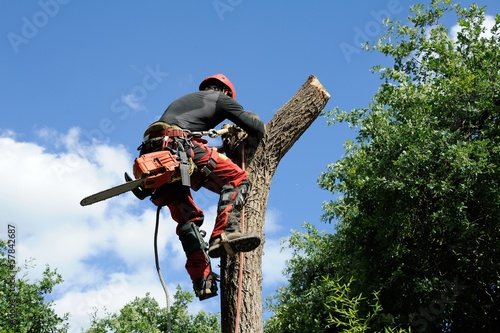 Bild auf Leinwand arboriculteur 14