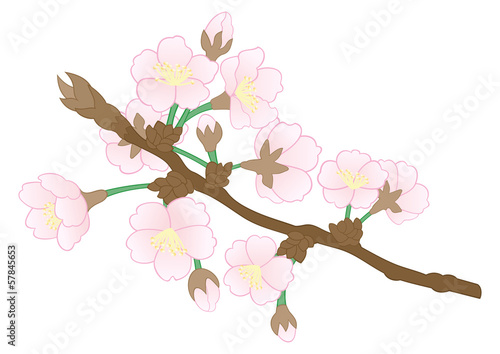 Abstract apple tree branch
