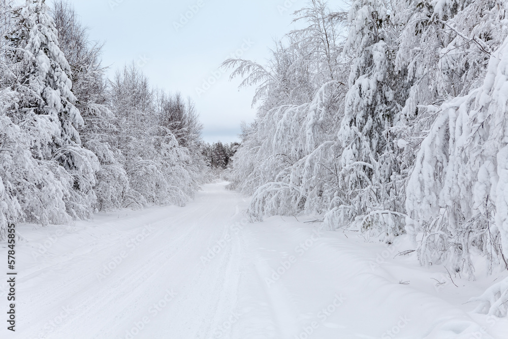 Wintry road and snow-covered branches of trees in winter Wintry road and snow-covered branches of trees in winter
