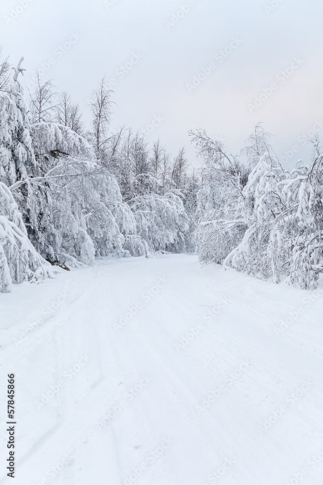 Empty wintry countryside road with snow-covered branches