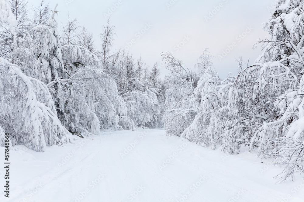 Fototapeta premium Countryside road with hanging snow-covered branches of trees in winter