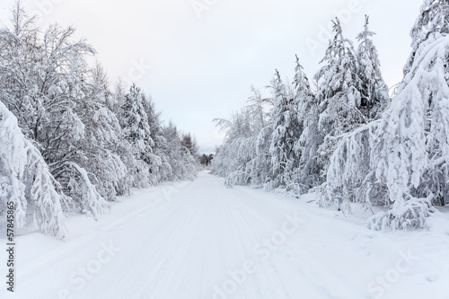Empty countryside road with snow-covered branches in winter