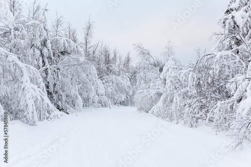 Countryside road with hanging snow-covered branches of trees in winter