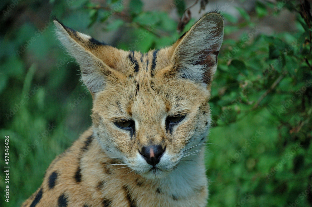 A serval cat focuses attentively with its eyes and ears. A serval cat focuses attentively with its eyes and ears.