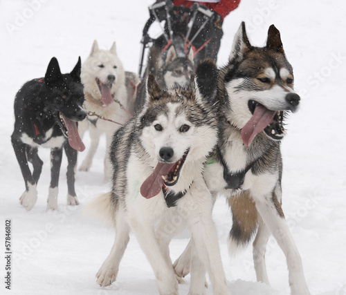 Schlittenhunderennen