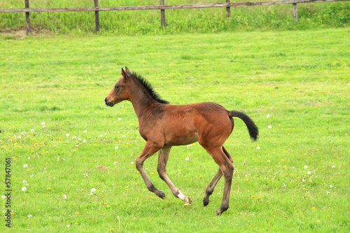 走る馬の赤ちゃん