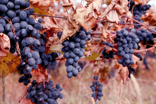 Ripe grapes Moldova.