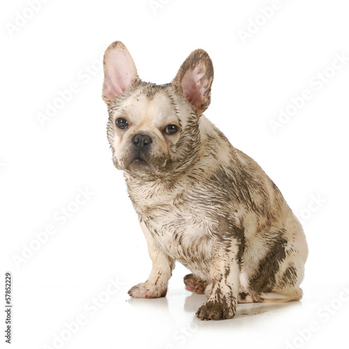 muddy dirty dog