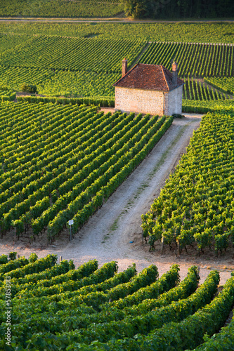Vineyards in Gevrey chambertin burgundy France photo