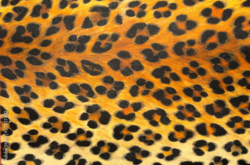animal print Background Texture