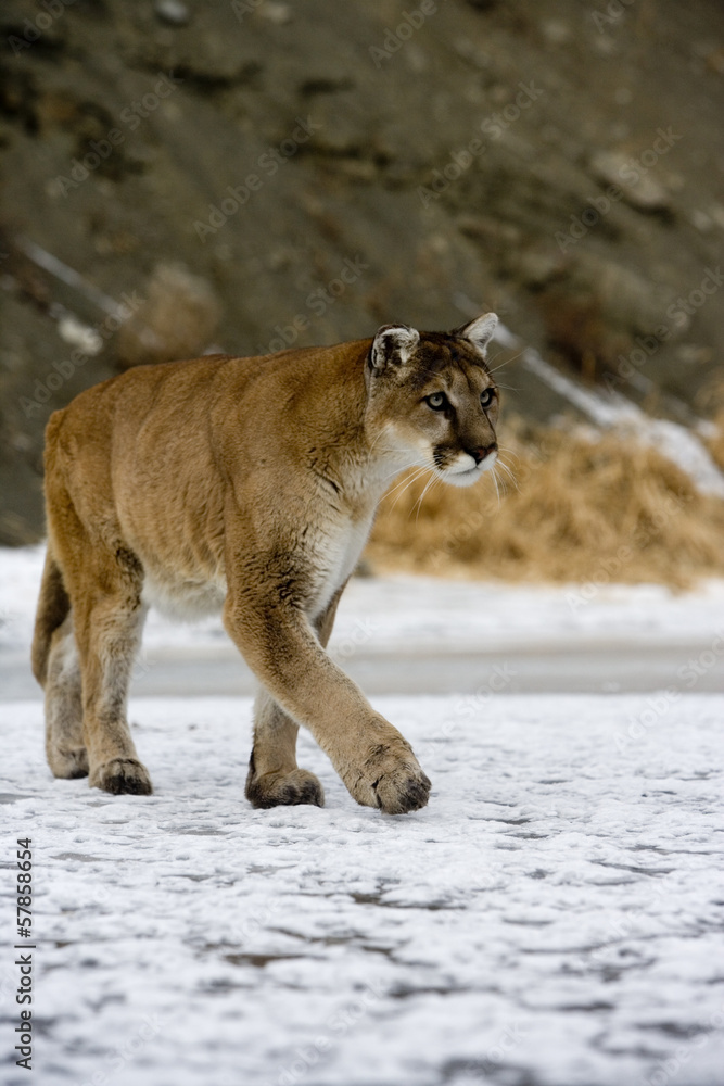 Naklejka premium Puma or Mountain lion, Puma concolor