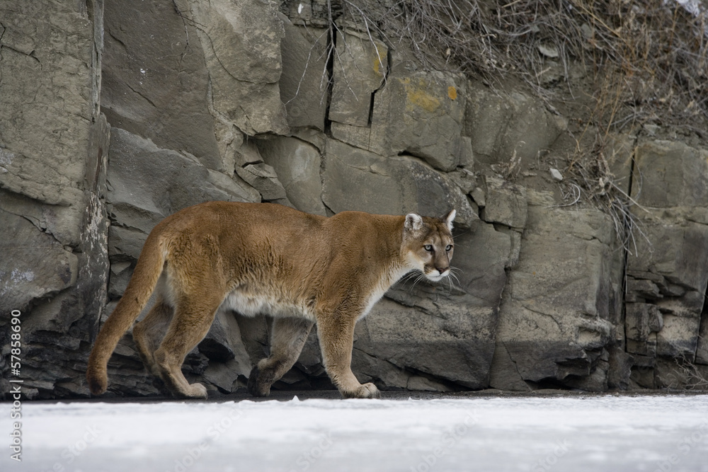 Fototapeta premium Puma or Mountain lion, Puma concolor