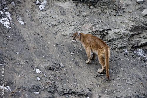 Puma or Mountain lion, Puma concolor © Erni