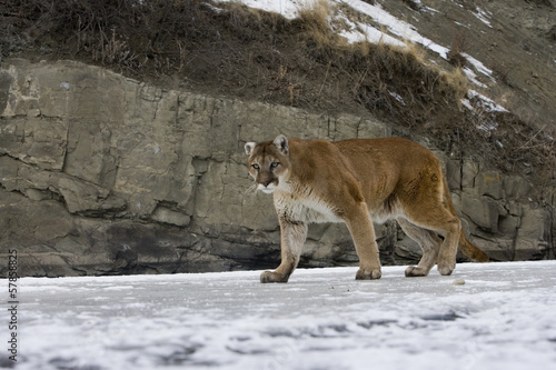 Puma or Mountain lion  Puma concolor