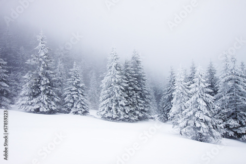 Christmas background with snowy firs © Melinda Nagy