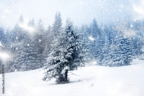 Christmas background with snowy firs © Melinda Nagy