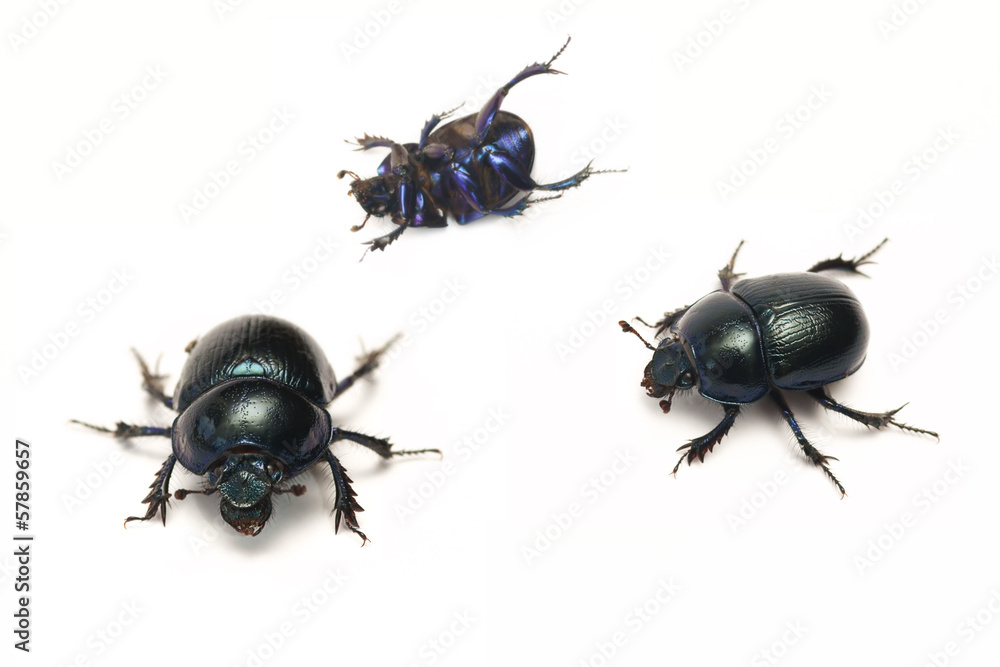 Spring beetle (Geotrupes vernalis) Spring beetle (Geotrupes vernalis)