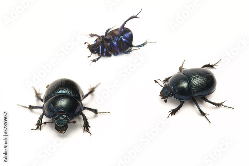 Spring beetle (Geotrupes vernalis)