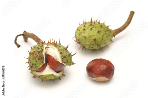 Horse chestnut (Aesculus L.) - fruit