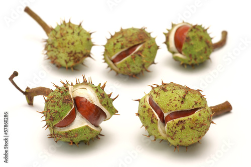 Horse chestnut (Aesculus L.) - fruit