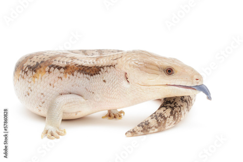 Φωτογραφία Blue tongued skink isolated in front of white background.