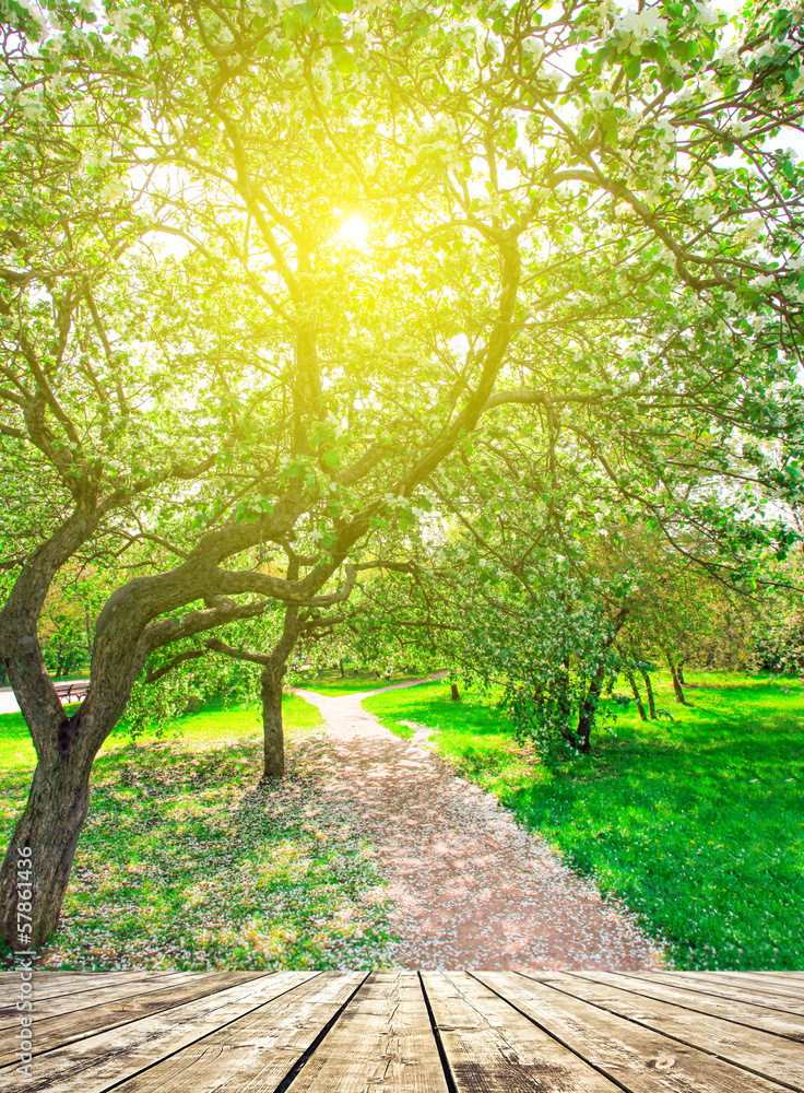 blooming rural apple trees alley in sunny spring park over sky