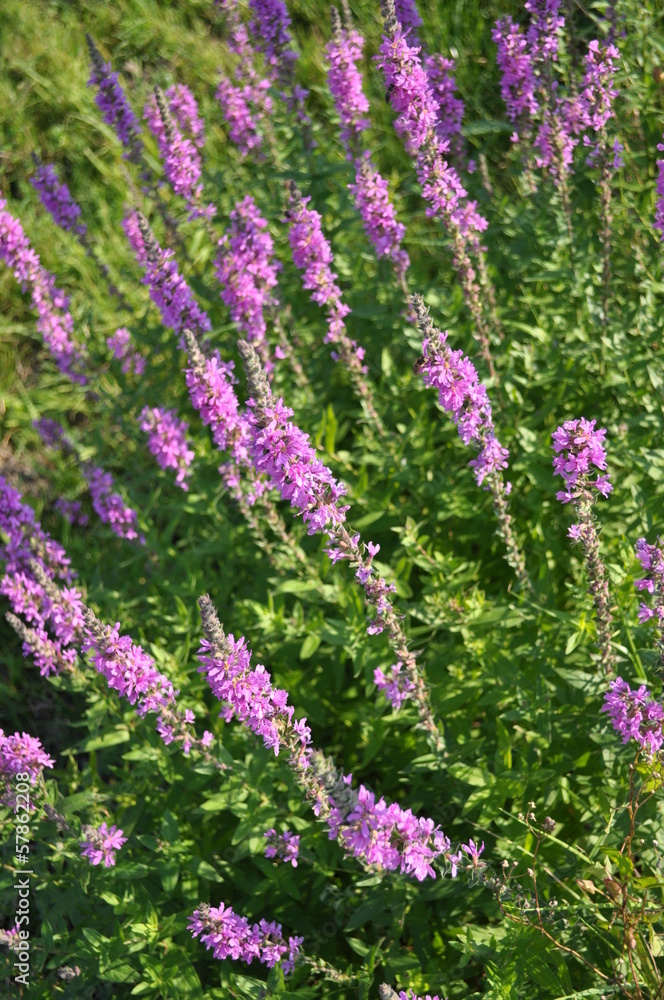 Violet flower Violet flower