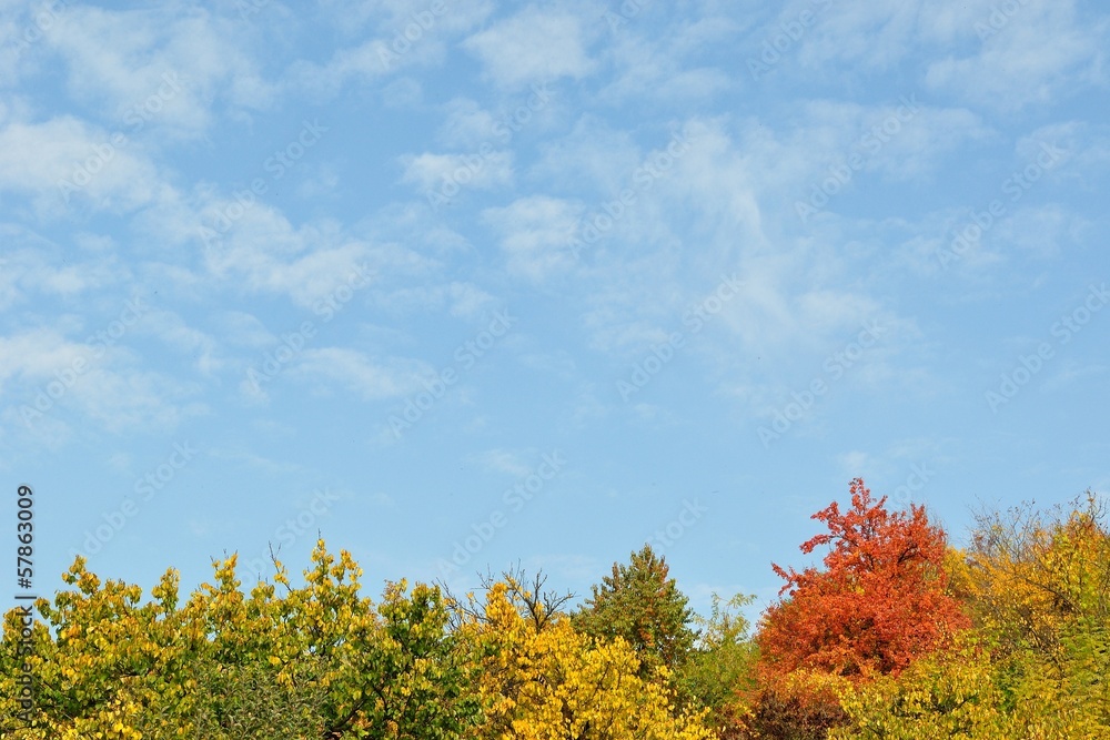 Colorful autumn trees and blue sky