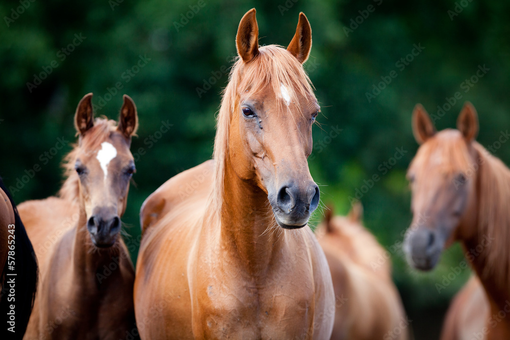 Herd of Arabian horses Herd of Arabian horses
