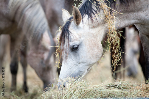 Fototapeta Naklejka Na Ścianę i Meble -  Herd of horses eating hay.