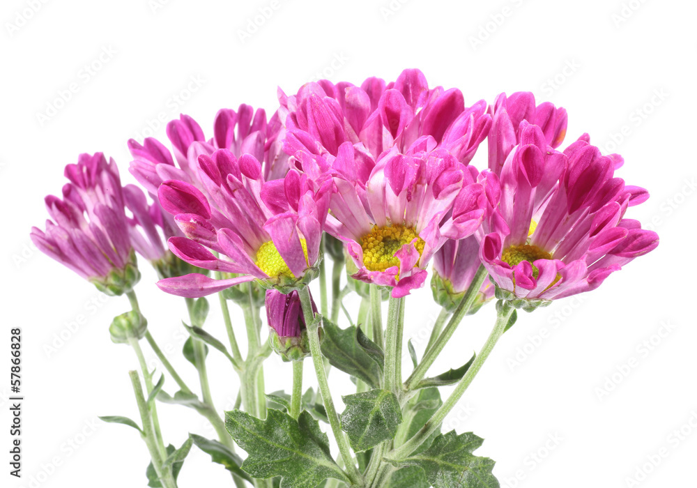 菊 菊