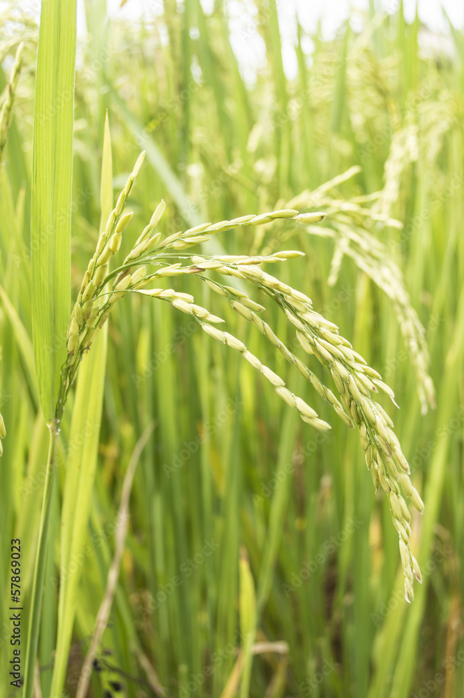 paddy rice field