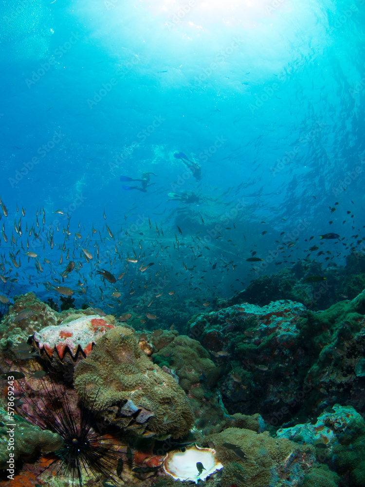 Fototapeta premium Coral Reef