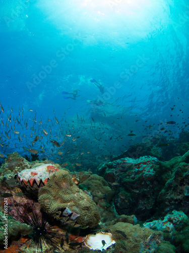 Fototapeta Naklejka Na Ścianę i Meble -  Coral Reef
