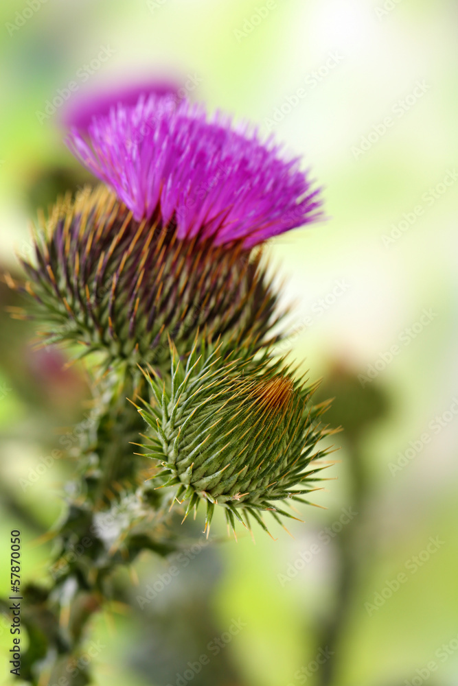 Thistle flowers on nature background Thistle flowers on nature background