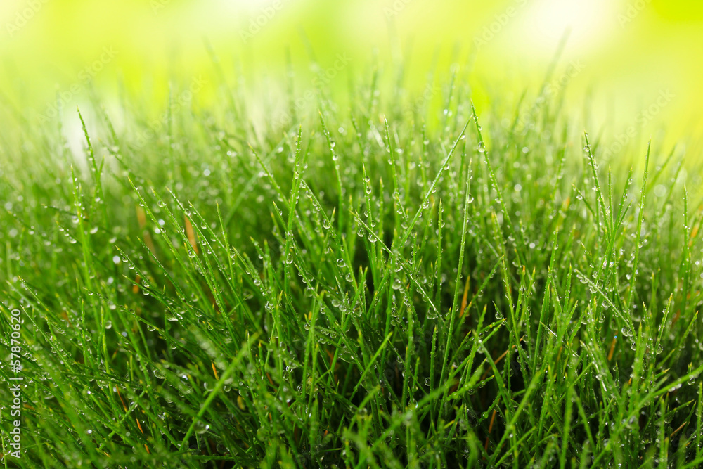 Beautiful green grass on nature background Beautiful green grass on nature background