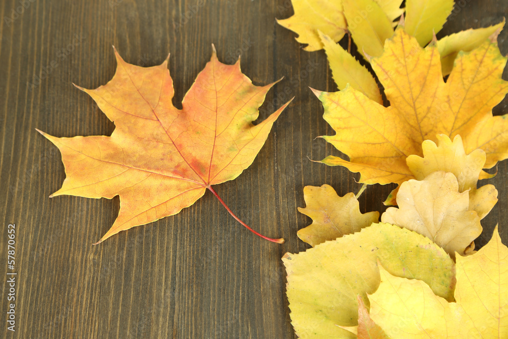 Bright autumn leafs on wooden table Bright autumn leafs on wooden table