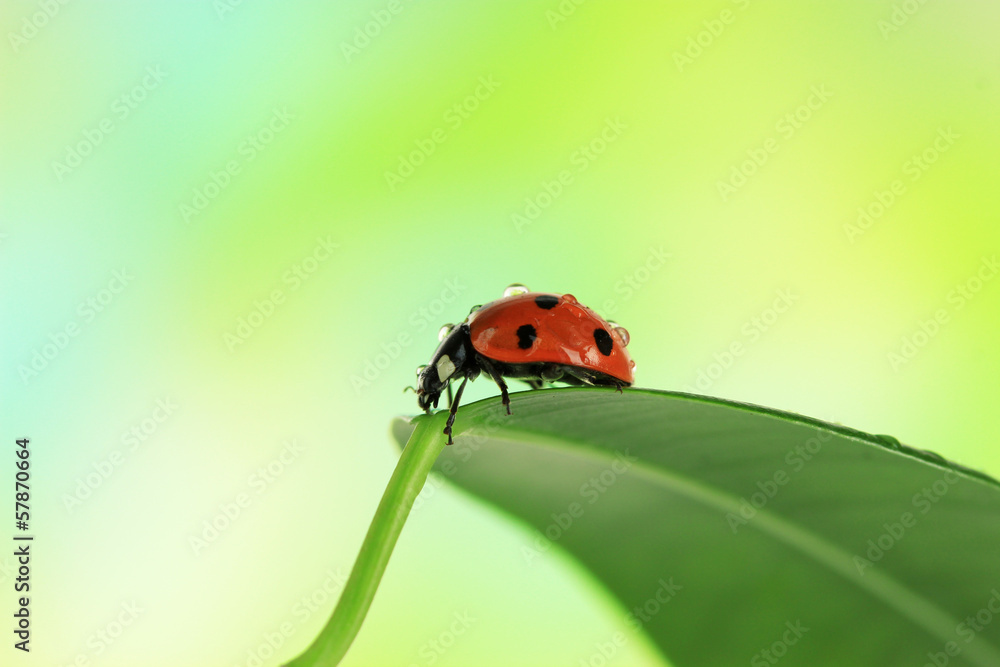 Beautiful ladybird on green leaf Beautiful ladybird on green leaf