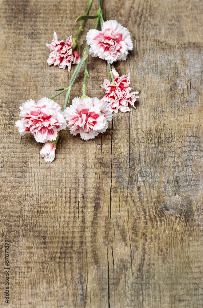 Red and white carnation isolated on brown wooden background Red and white carnation isolated on brown wooden background