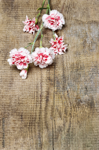 Fototapeta Naklejka Na Ścianę i Meble -  Red and white carnation isolated on brown wooden background
