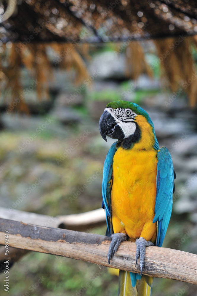 ルリコンゴウインコ