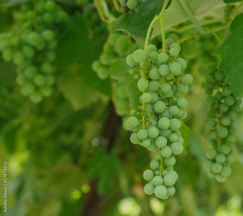 bunch of white grapes bunch of white grapes