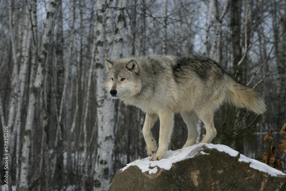 Obraz premium Grey wolf, Canis lupus