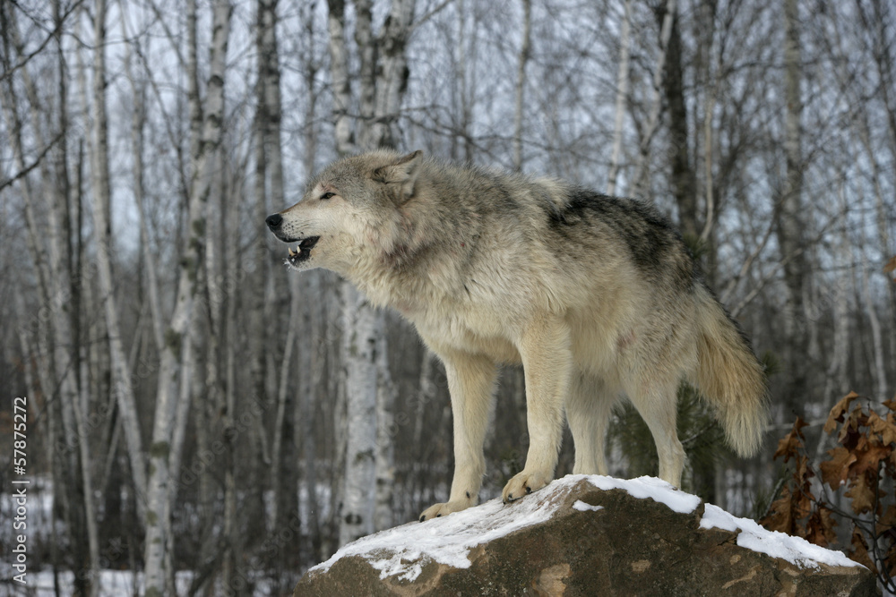 Naklejka premium Grey wolf, Canis lupus
