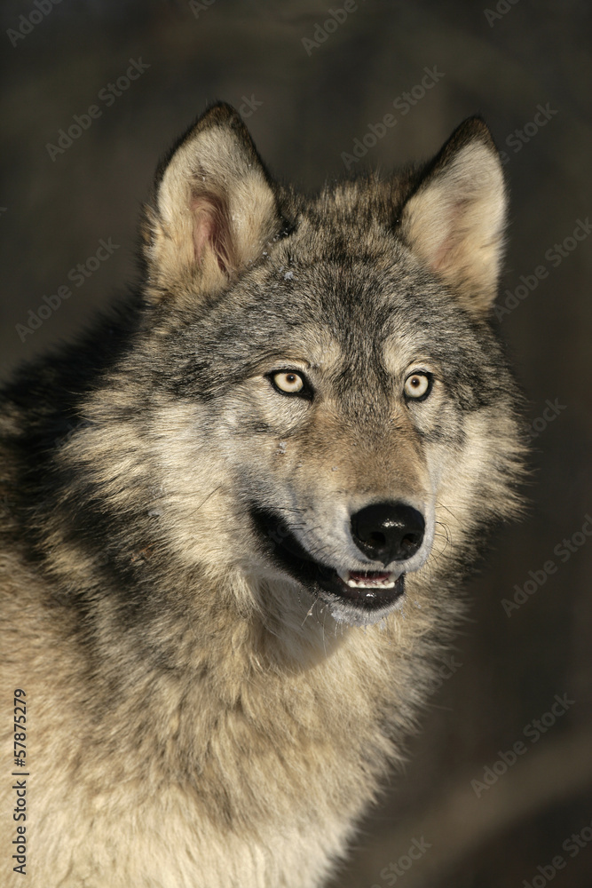 Fototapeta premium Grey wolf, Canis lupus