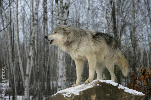 Grey wolf, Canis lupus © Erni