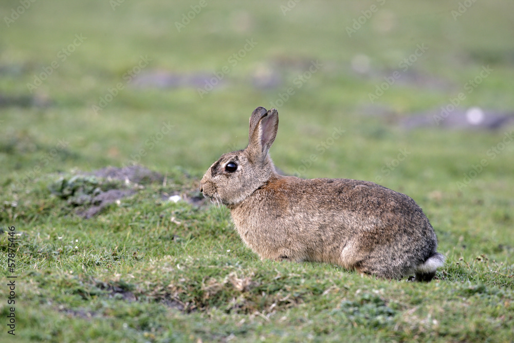 Fototapeta premium Rabbit, Oryctolagus cuniculus