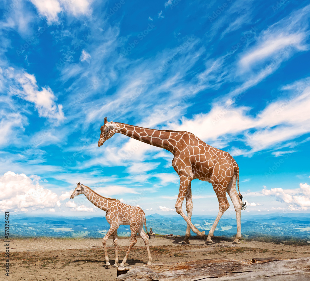 Fototapeta premium family of giraffes goes against the blue sky