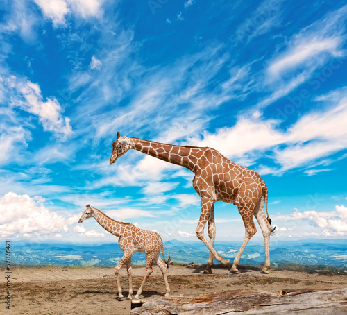  family of giraffes goes against the blue sky